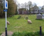 wadis en schapen